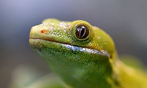 Northland green gecko head