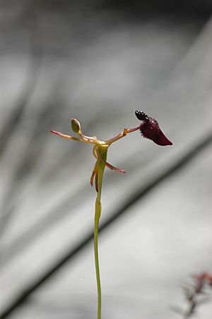 Orchid hammer (Western Australia).jpg