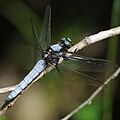 Orthetrum japonicum(Male,Japan,2018.05.25)