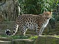 Panthera pardus orientalis Colchester Zoo (1)
