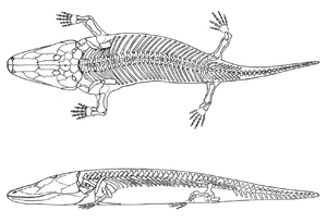 Paracyclotosaurus davidi skeletal diagram