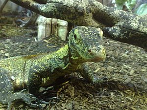 Parthkomodo