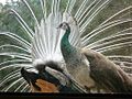 Peahen in front of displaying peacock