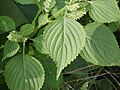 Perilla frutescens' foliage