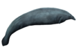 Perucetus colossus