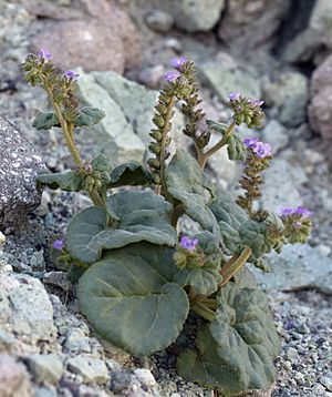 Phacelia pachyphylla (blacktack phacelia) (6739798129).jpg