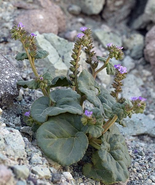 Phacelia pachyphylla (blacktack phacelia) (6739798129)