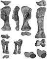 Pinacosaurus limb elements