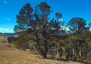 Pinus flexilis USDA