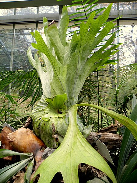 Platycerium grande (114)