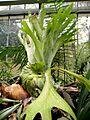 Platycerium grande (114)