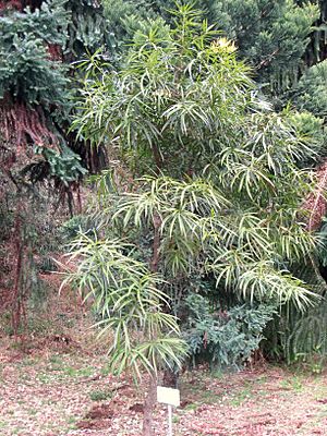 Podocarpus neriifolius in Koishikawa gardens