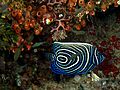Pomacanthus imperator (Emperor angelfish) juvenile