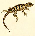 Pristidactylus fasciatus 1847 - cropping