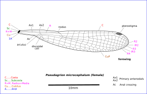 Pseudagrion microcephalum wing 0117