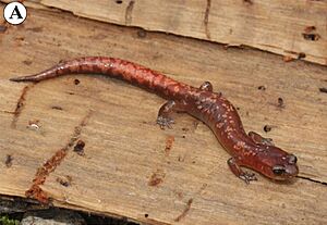 Pseudoeurycea aurantia from Peña Verde, Oaxaca.jpg