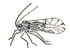 Psocoptera icon.png