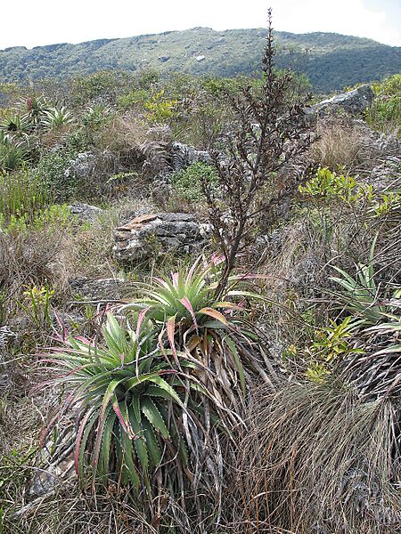 Puya claudiae (JP-NS) 5164