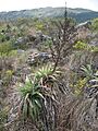 Puya claudiae (JP-NS) 5164