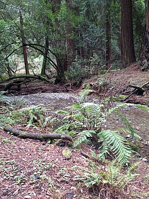 RedWoodCreek
