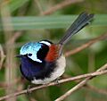 Red winged wren MR walk 3 email