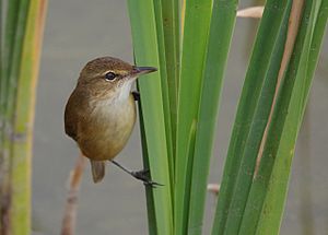 Reed Warbler on reeds by Gary Tate