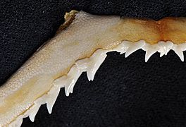 Rhizoprionodon terraenovae upper teeth