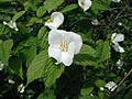 Rhodotypos-scandens