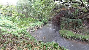 River Rom in The Chase Nature Reserve 3