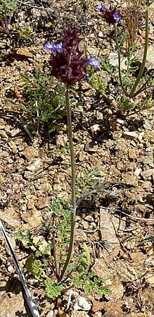 Salvia columbariae 2