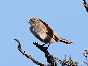 Sandy Gallito (Teledromas fuscus) (15960406435).jpg