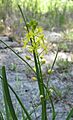 Schoenolirion croceum