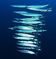 School of blackfin barracuda (sphyraena qenie)