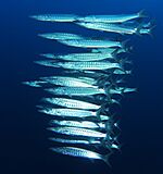 School of blackfin barracuda (sphyraena qenie)