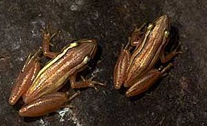 Scinax squalirostris01