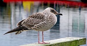 Silltrut-Larus fuscus-1cy-Ystad-2009