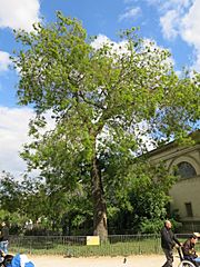 Sophora de Jussieu D2019 1