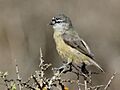Southern Penduline-Tit (Anthoscopus minutus)
