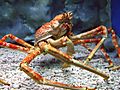 Spider crab at manila ocean park