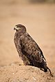 Steppe Eagle Portrait