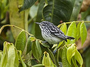 Stripe-chested Antwren - Manu NP 7858 (16635561888).jpg