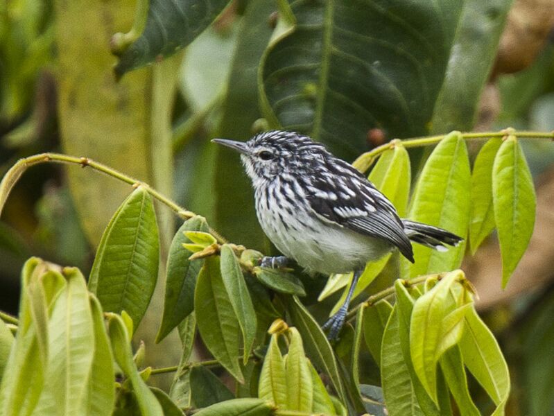 Stripe-chested Antwren - Manu NP 7858 (16635561888)