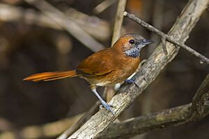 Synallaxis kollari - Hoary-throated Spinetail; Amajari, Roraima, Brazil.jpg