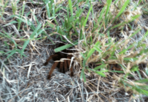 Tarantula in burrow