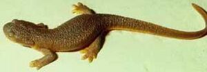 Taricha granulosa