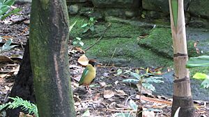Taronga Zoo, Sydney (483433) (9443090030)