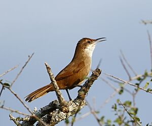 Tarphonomus certhioides - Chaco earthcreeper.jpg