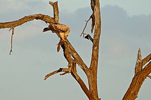 Tawny Eagle (Aquila rapax) juvenile eating a White-throated Monitor Lizard (Varanus albigularis) (16517371167)