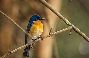 Tickell's Blue Flycatcher, Rangantithu, Karnataka, India