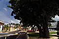 Tree in Yauco barrio-pueblo, Puerto Rico